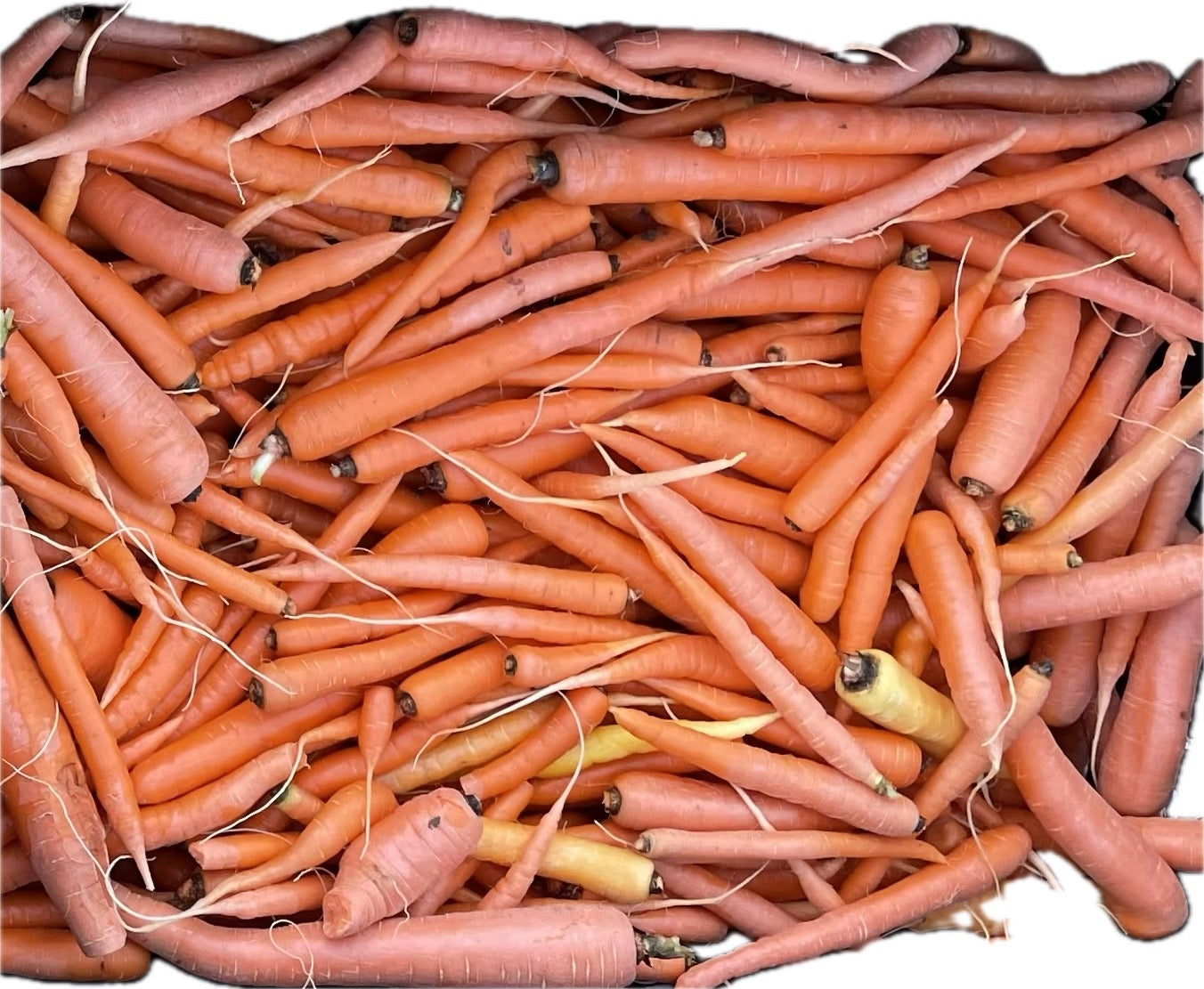 Carrots